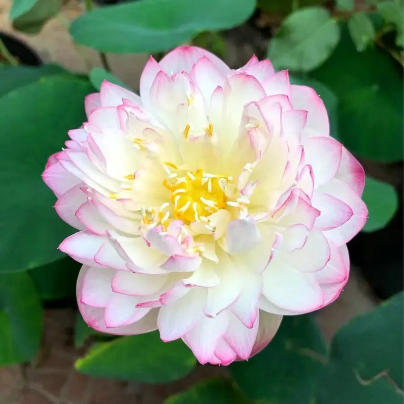 🌸 A Sagrada Flor de Lótus Bonsai 💐+ [BRINDE ESPECIAL]