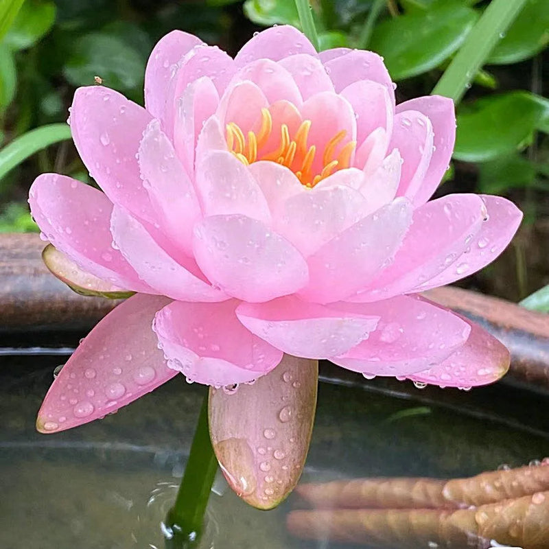 🌸 A Sagrada Flor de Lótus Bonsai 💐+ [BRINDE ESPECIAL]