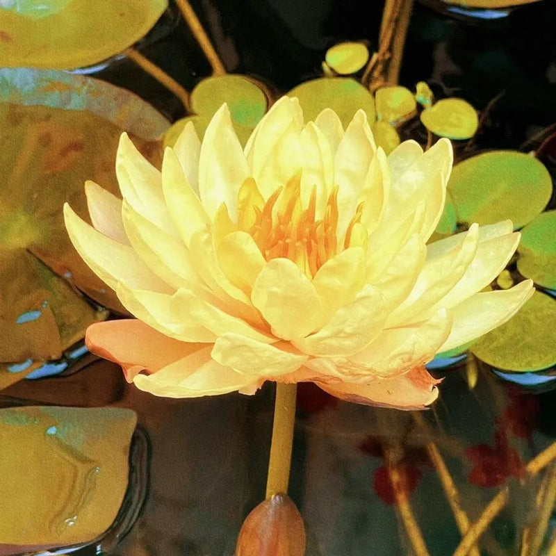 🌸 A Sagrada Flor de Lótus Bonsai 💐+ [BRINDE ESPECIAL]
