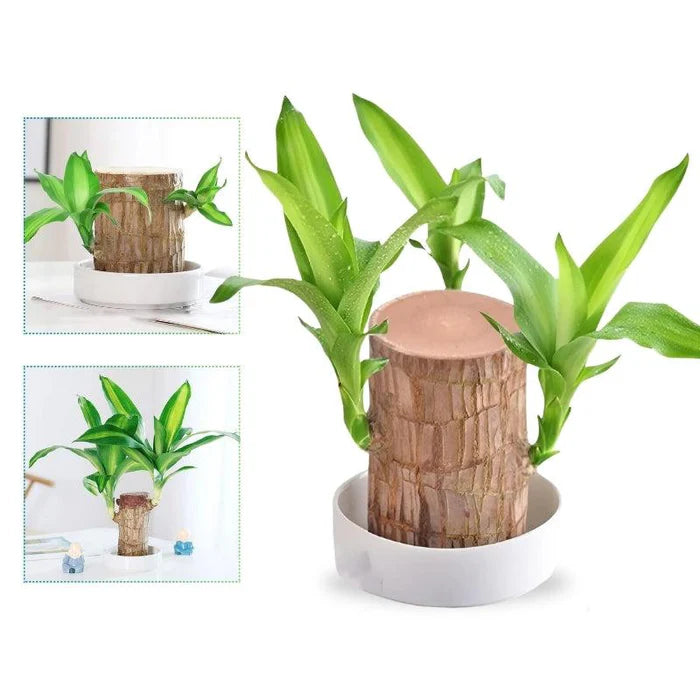 Planta Madeira Brasileira Sorte + Monge de Brinde
