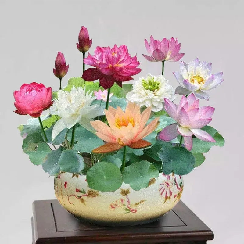 🌸 A Sagrada Flor de Lótus Bonsai 💐+ [BRINDE ESPECIAL]