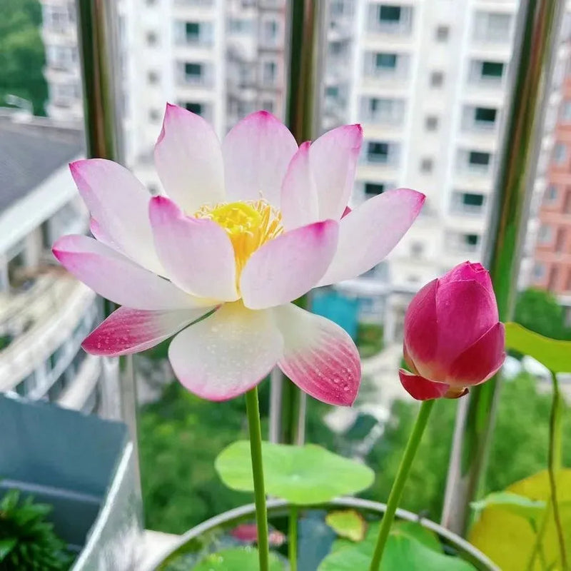 🌸 A Sagrada Flor de Lótus Bonsai 💐+ [BRINDE ESPECIAL]