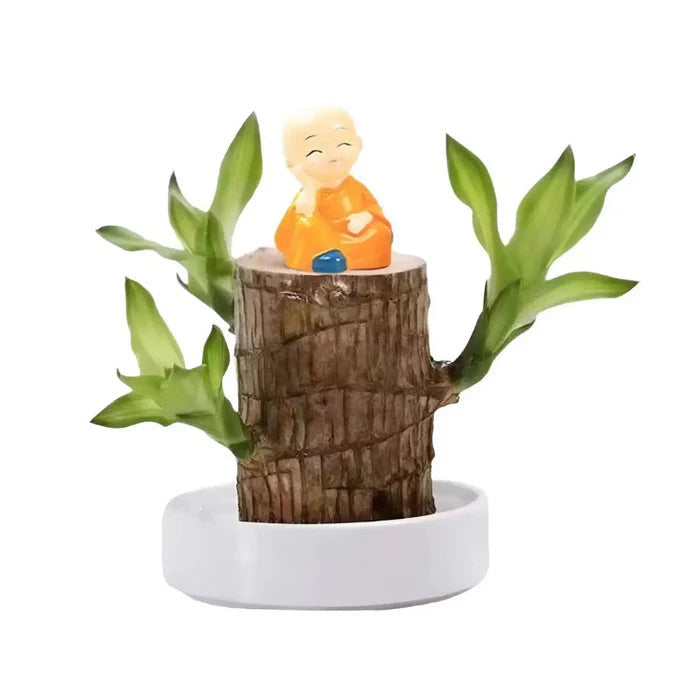 Planta Madeira Brasileira Sorte + Monge de Brinde