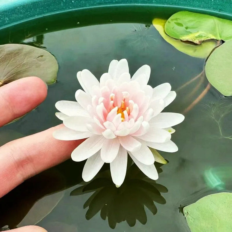 🌸 A Sagrada Flor de Lótus Bonsai 💐+ [BRINDE ESPECIAL]