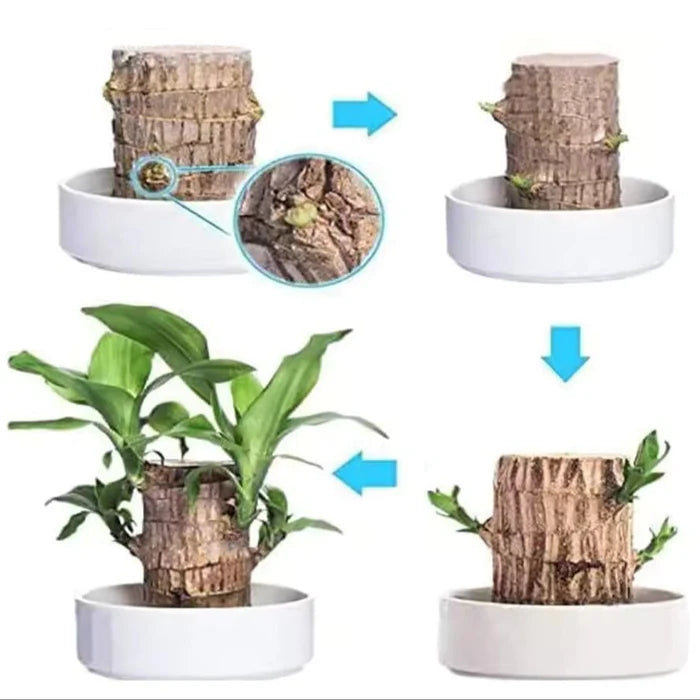 Planta Madeira Brasileira Sorte + Monge de Brinde