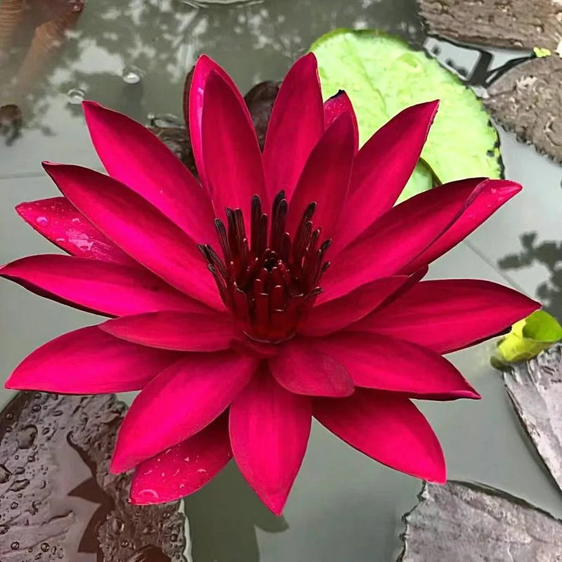 🌸 A Sagrada Flor de Lótus Bonsai 💐+ [BRINDE ESPECIAL]
